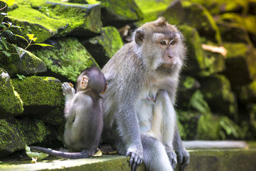 Long Tailed Macaque with her Infant