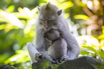 Long Tailed Macaque with her Infant