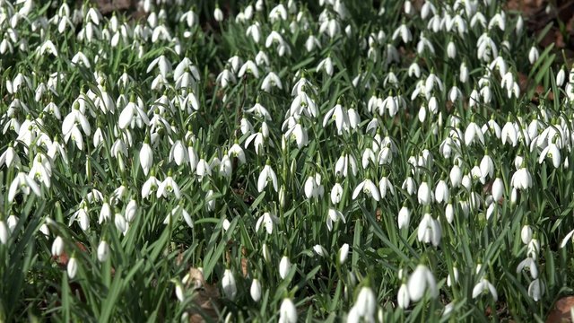 Wiese mit Schneegl&ouml;ckchen