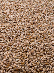 Wheat grain in horizontal view