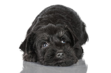 Miniature schnauzer puppy looking up