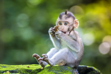 Kleine baby-aap