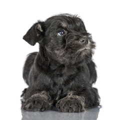 Miniature schnauzer puppy
