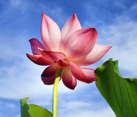 Lotus flower