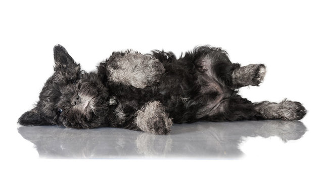 Funny miniature schnauzer puppy sleeping