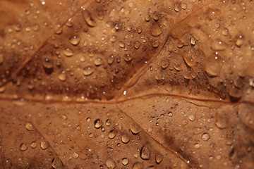 background leaves yellow drops of water