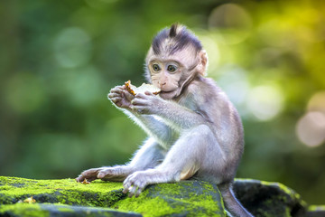 Little baby-monkey