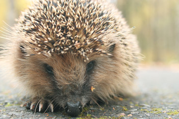 hedgehog close-up portrait