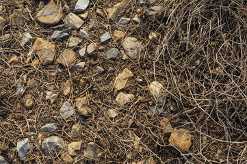Dry weed on stone