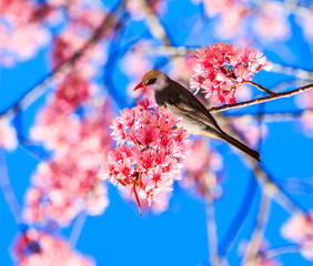 White-headed Bulbul and Cherry Blossom or Sakura