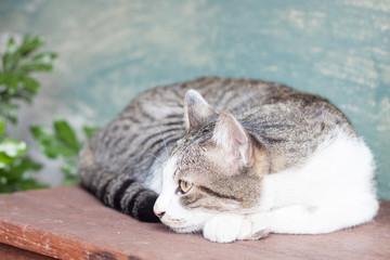 Siamese cat lying on wooden table