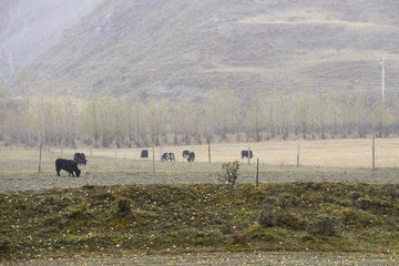 A herd of Yaks in the pasture