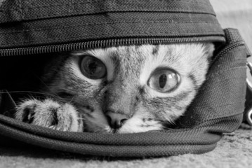 Кот 3