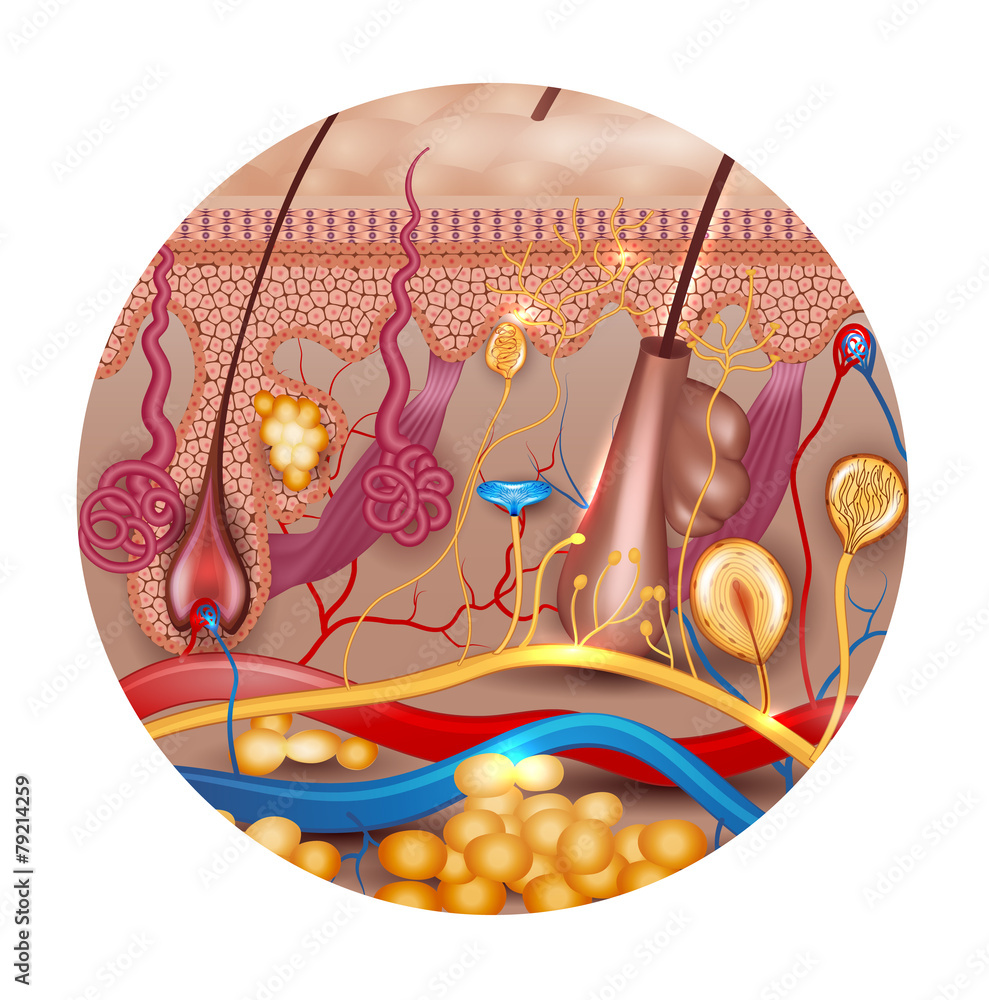 Wall mural skin anatomy in round shape, beautiful bright design