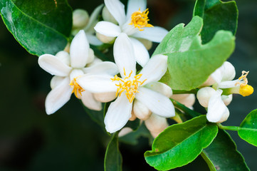 White lemon tree flowers