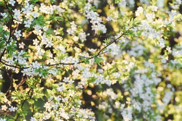 Fruit tree branches spring season background