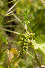 young green unripe wine grapes