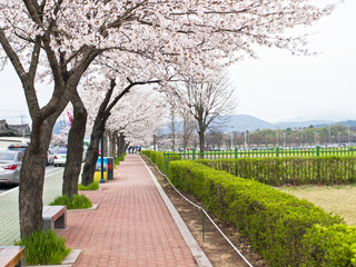 sidewalk with sakura trees