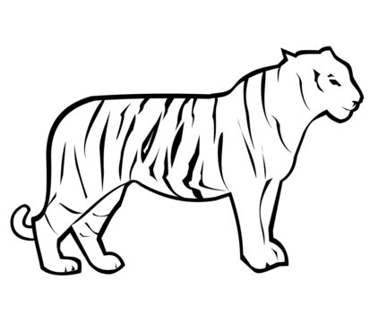 Tiger Outline