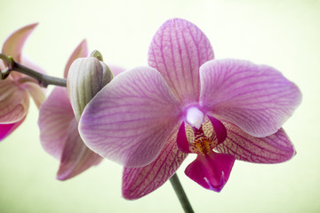 Naklejka na ściany i meble Pink orchid on colored background.