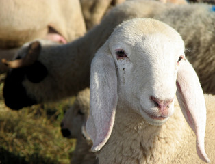 Lamb of the flock of sheep graze