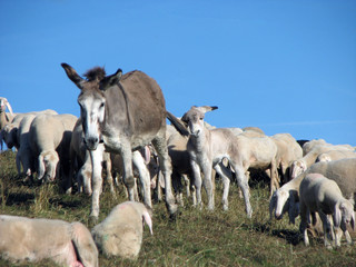 Donkey with Flock of sheep grazing © ChiccoDodiFC