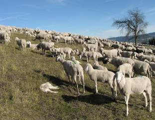 Obraz premium flock with many sheep grazing in the mountain