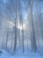 Obraz premium Winterwald im Sonnenlicht