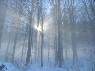 Winterwald im Sonnenlicht