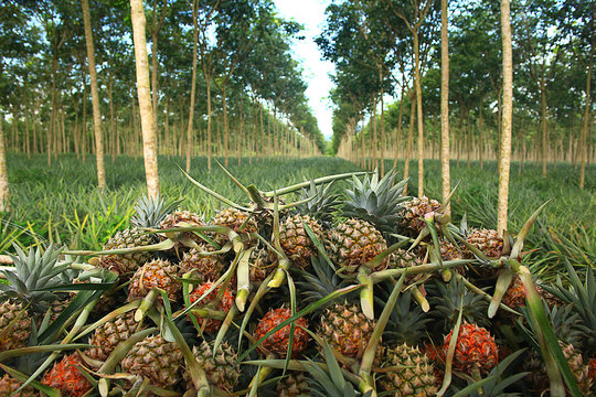 pineapple plantation in Thailand