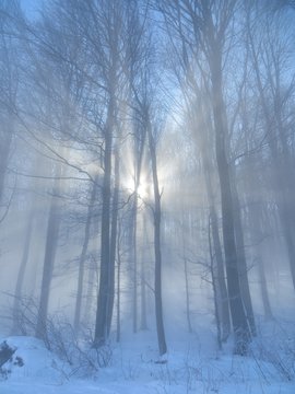 Fototapeta Winterwald im Sonnenlicht