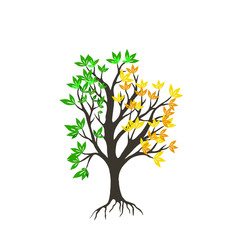 Fototapeta premium tree