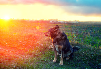 Dog gazing sunset in countryside