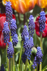 Beautiful Muscari in Spring in Holland