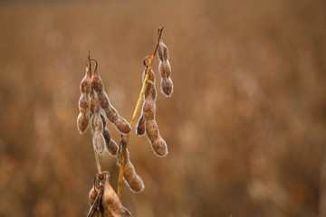 Soybean Pod Close-up ready for harvest.