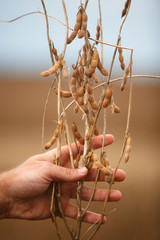 Farmer 's hand showing soybean plant.