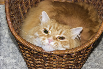 Fototapeta na wymiar Cat in a basket