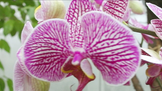 Beautiful orchid - phalaenopsis.