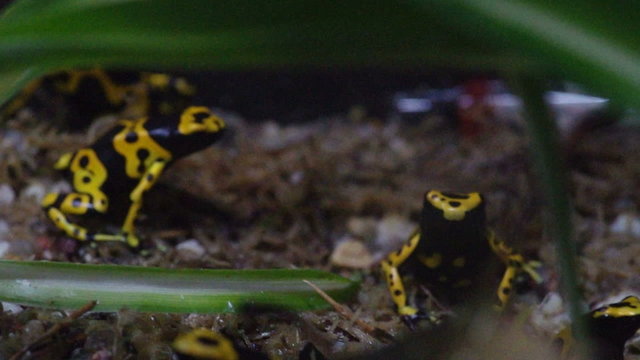Yellow-headed poison frog, Dendrobates leucomelas