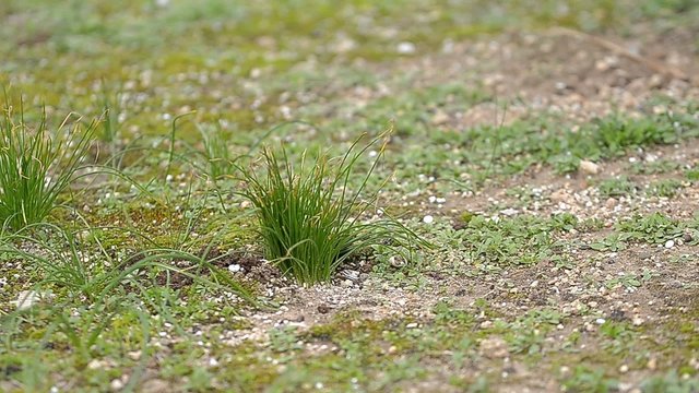 rimuovere erbaccia con zappa