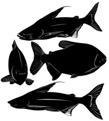 fish Pangasius and Colossoma
