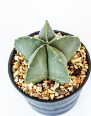 cactus in pots on White background.