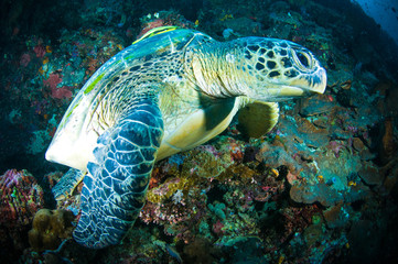 Naklejka na ściany i meble sea turtle coral bunaken indonesia mydas chelonia underwater