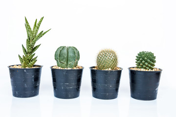 cactus in pots on White background.