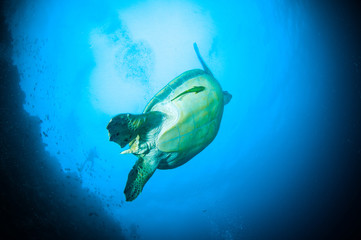 sea turtle swimming bunaken indonesia mydas cheloniao