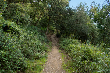 Fototapeta na wymiar trail path of a mountain