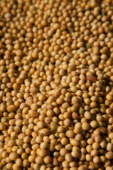 harvested soybean