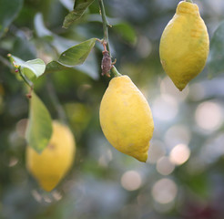 three lemons hanging on the tree in the orchard