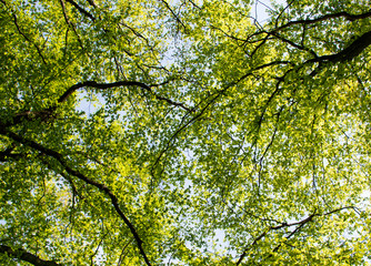 background of spring tree crown