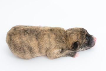 One day for newborn pup